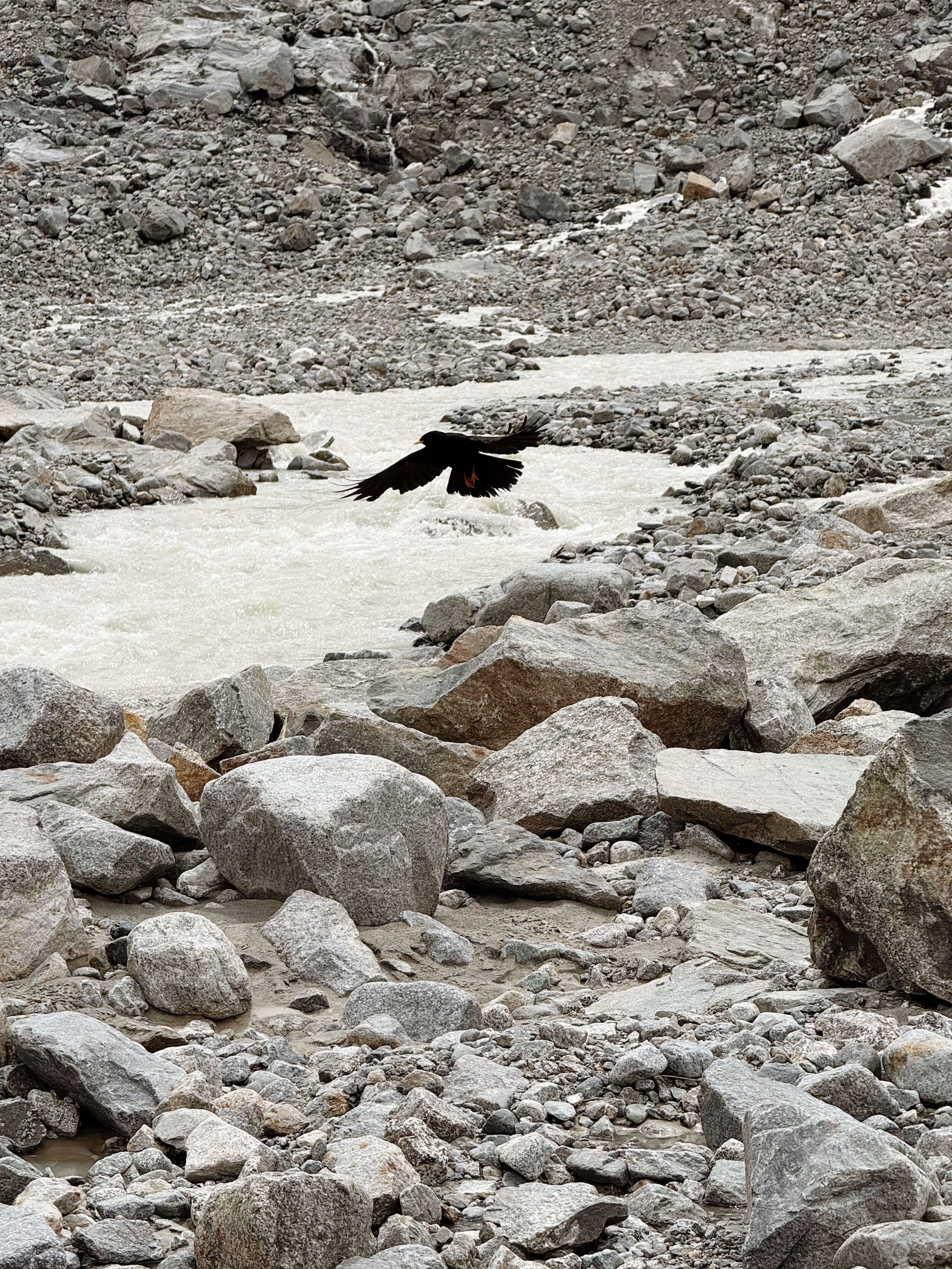 Alpine chough